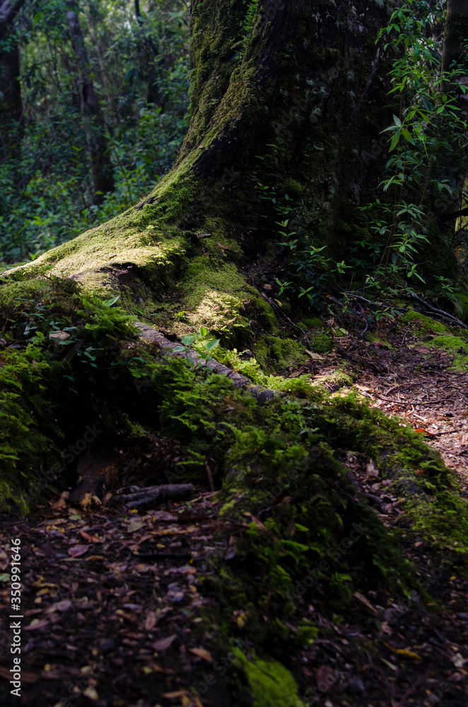 stream and shadows in the woods