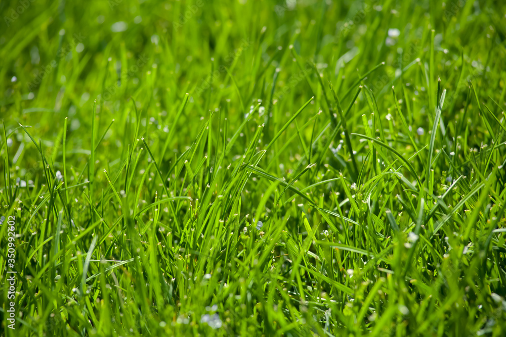 Green grass in the background of bright sunlight from the back Green grass in the background of bright sunlight from the back