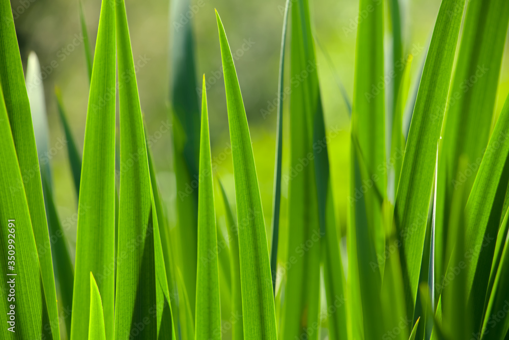 Green grass in the background of bright sunlight from the back Green grass in the background of bright sunlight from the back