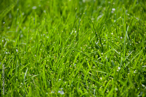 Green grass in the background of bright sunlight from the back