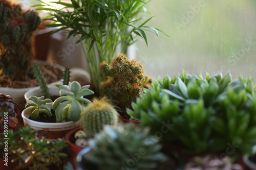 Cactus and succulent