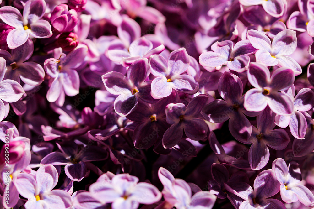 Wild Common Lilac flowers also known as Syringa vulgaris tree blossom blooming in spring. Wild Common Lilac flowers also known as Syringa vulgaris tree blossom blooming in spring.