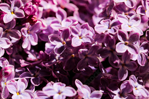 Wild Common Lilac flowers also known as Syringa vulgaris tree blossom blooming in spring. © PhoenixNeon