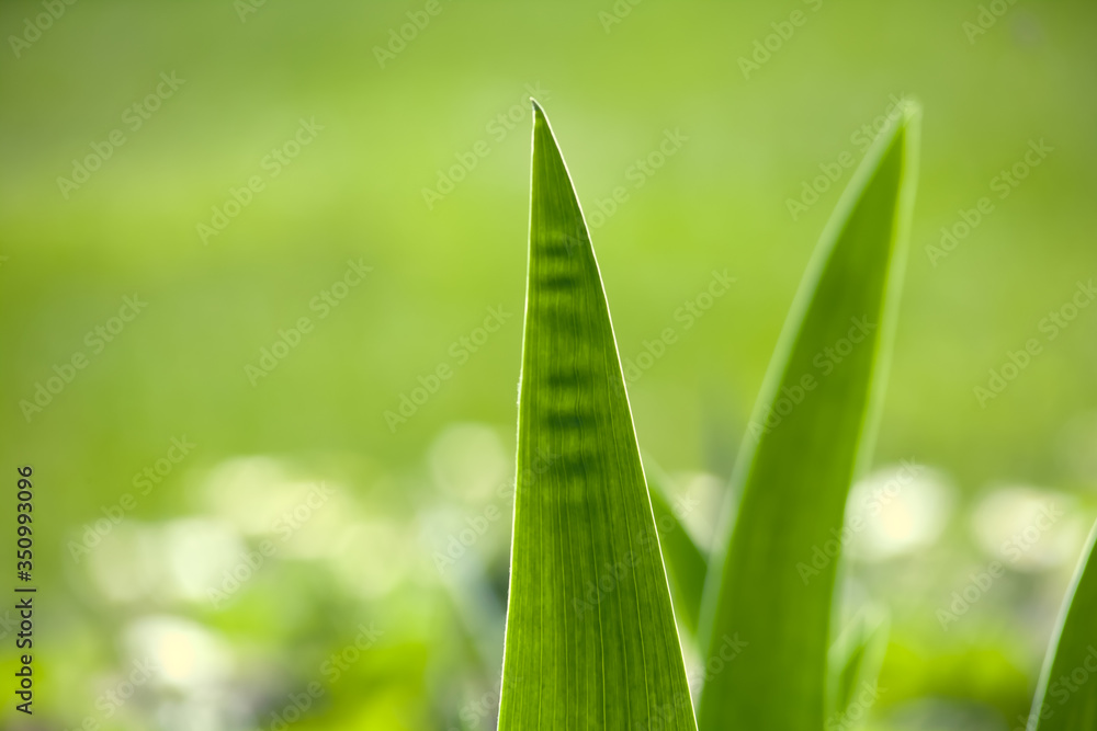Obraz premium Green grass in the background of bright sunlight from the back