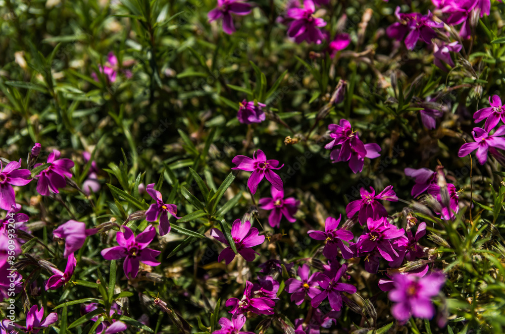 Purple flowers in the field Purple flowers in the field