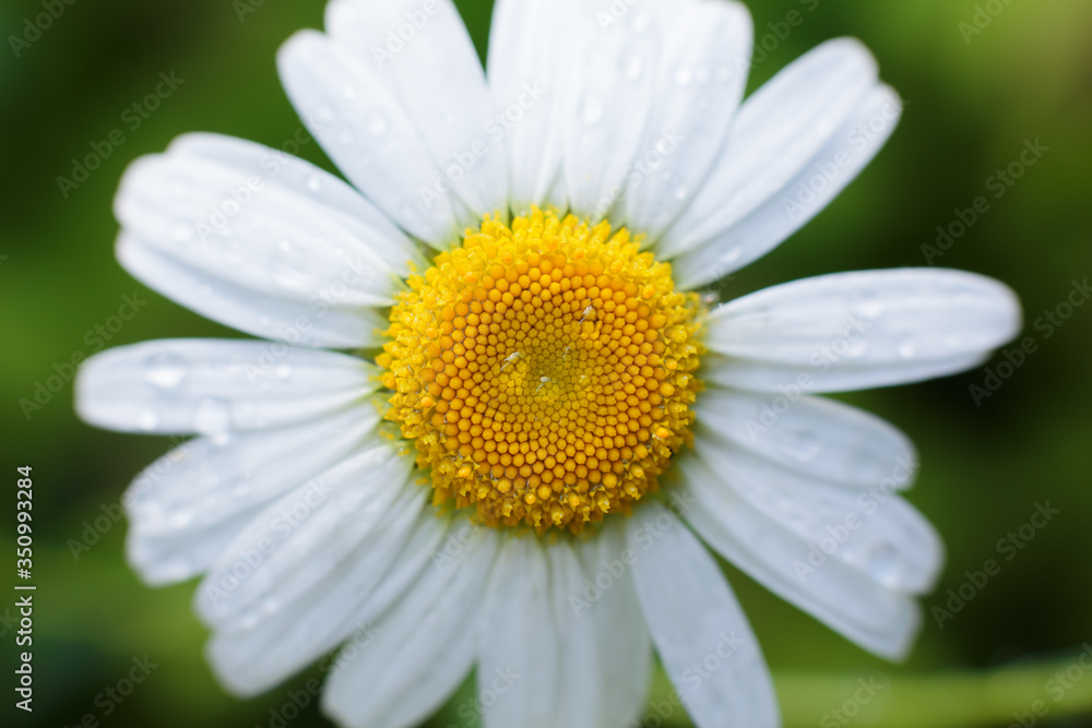 Green grass and chamomiles in nature with dew drops on petals Green grass and chamomiles in nature with dew drops on petals