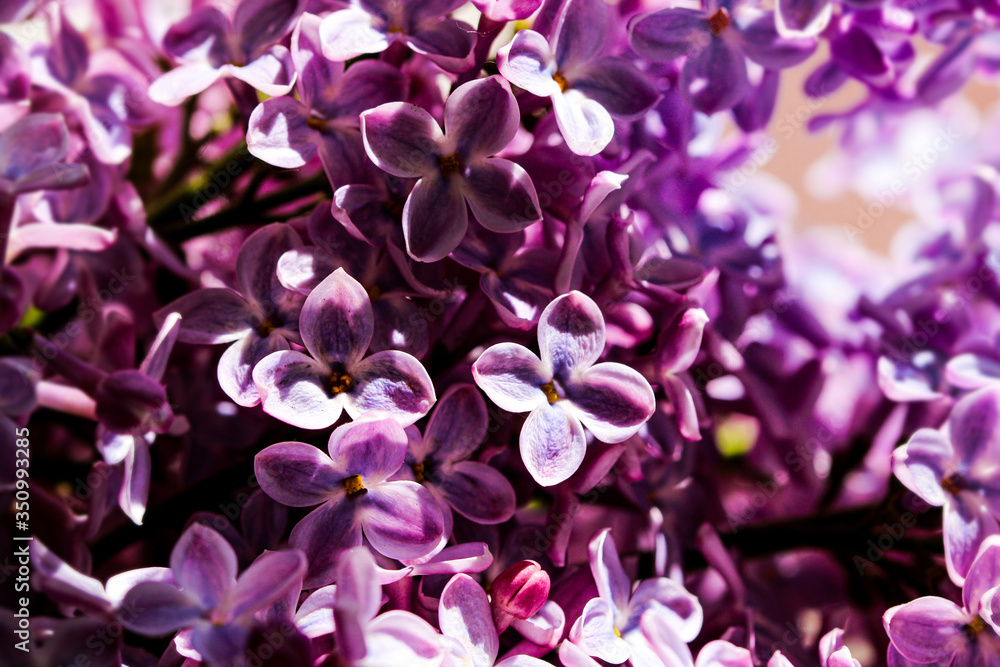 Wild Common Lilac flowers also known as Syringa vulgaris tree blossom blooming in spring.