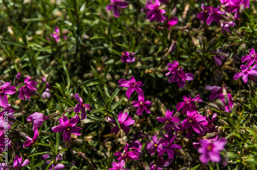 Purple flowers in the field