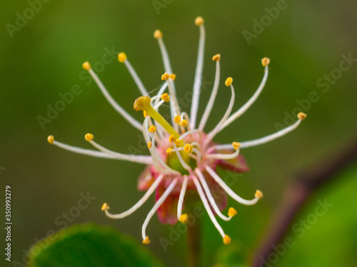 Wallpaper Mural Stamens of cherry flowers with pollen..This is a cherry flower with fallen petals.. Torontodigital.ca