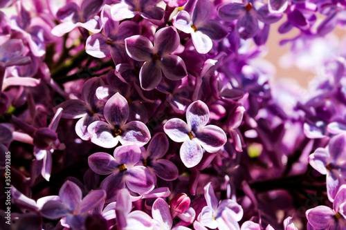 Wild Common Lilac flowers also known as Syringa vulgaris tree blossom blooming in spring. © PhoenixNeon