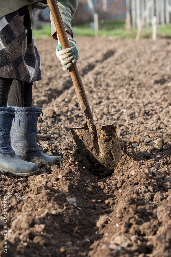 a woman in the spring prepares beds for planting seeds, making marks in the ground with a shovel a woman in the spring prepares beds for planting seeds, making marks in the ground with a shovel