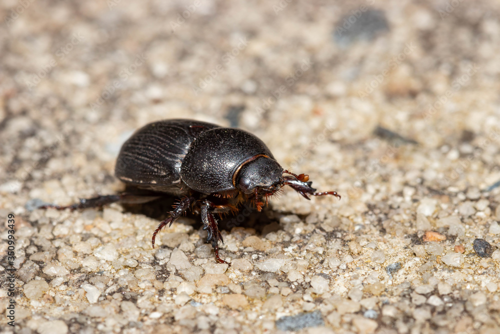 Hister beetle (Acritus spp.) crawling on the ground Hister beetle (Acritus spp.) crawling on the ground