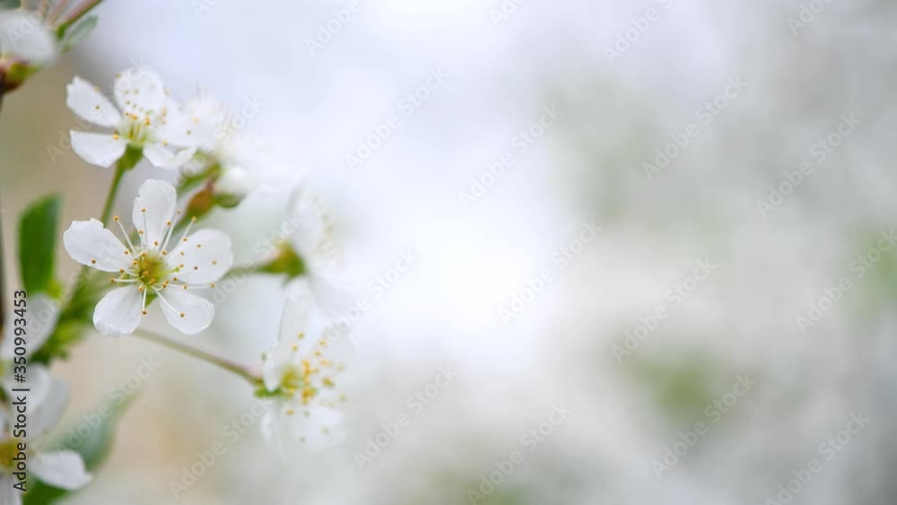 cherry blossoms sway from the wind. spring background. copy space cherry blossoms sway from the wind. spring background. copy space