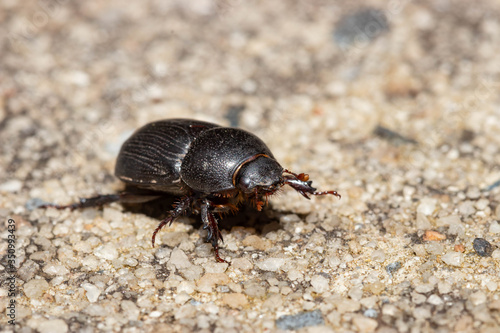 Hister beetle (Acritus spp.) crawling on the ground