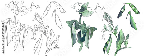 Green Peas Plant. Watercolor Illustration.