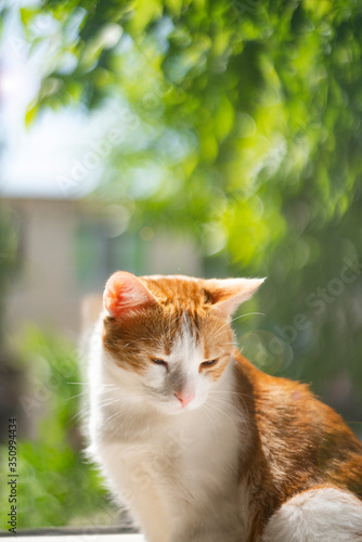 Cute red cat sitting on the windowsill. outside a sunny summer day. Close up portrait ginger cat