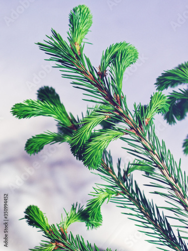 The spruce branch with young green sprouts is on a gradient white-gray background and casts a shadow on it. Seasonal summer and New Year s image. Copy space. Natural background.