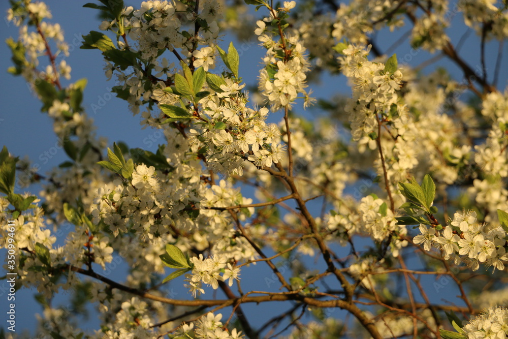blooming apple tree blooming apple tree