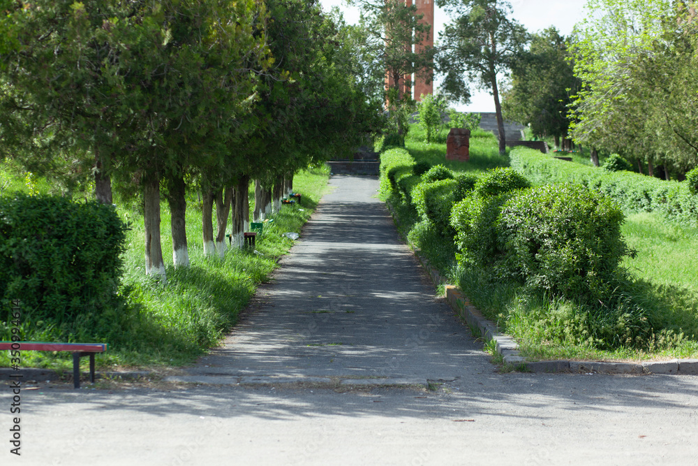 trees and grass with road in street trees and grass with road in street