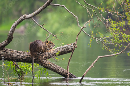 Hermoso paisaje con un coipo (Myocastor coypus) sentado en un tronco sobre el río, mirando hacia la otra orilla photo