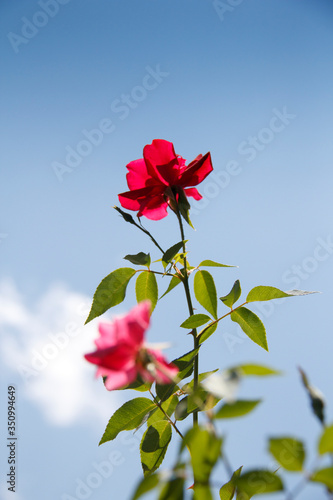 red rose against the sky
