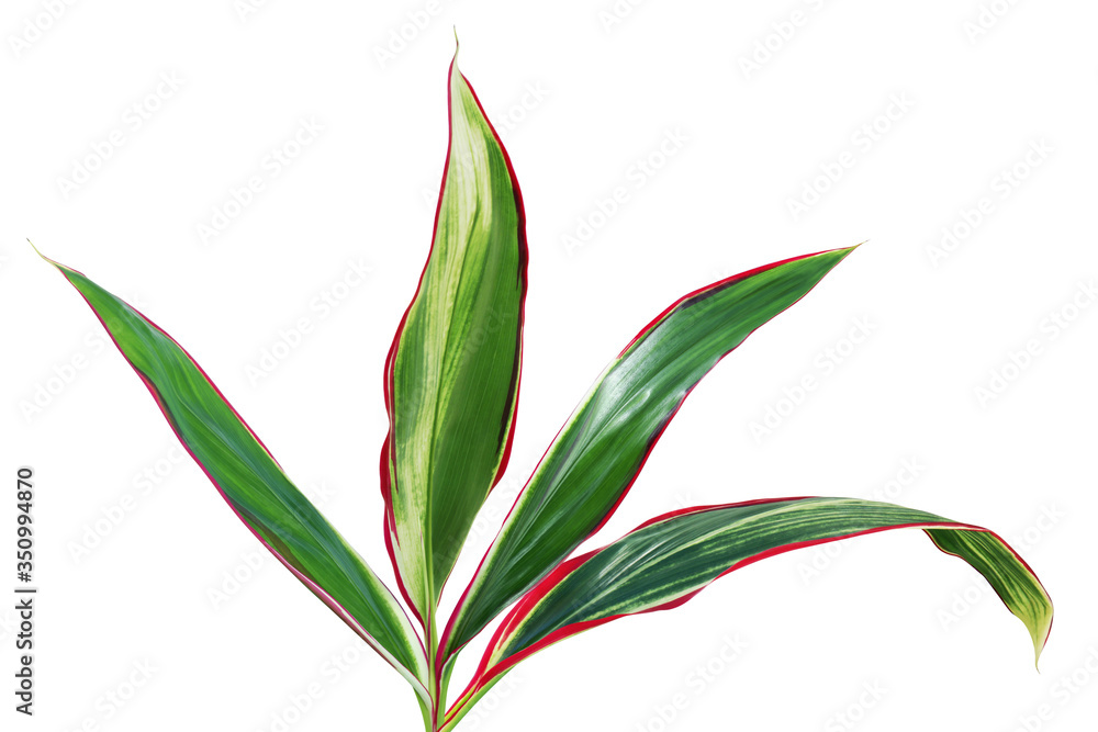 Obraz premium Tropical Green Leaves of Ti Plant Isolated on White Background