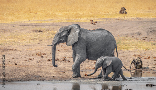 Waterhole with Elephants in the Kruger National Park, South Africa