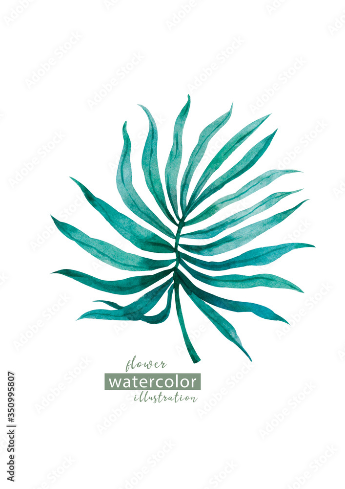 Palm beach tree leaf jungle botanical clipart. Watercolor background isolated similar illustration