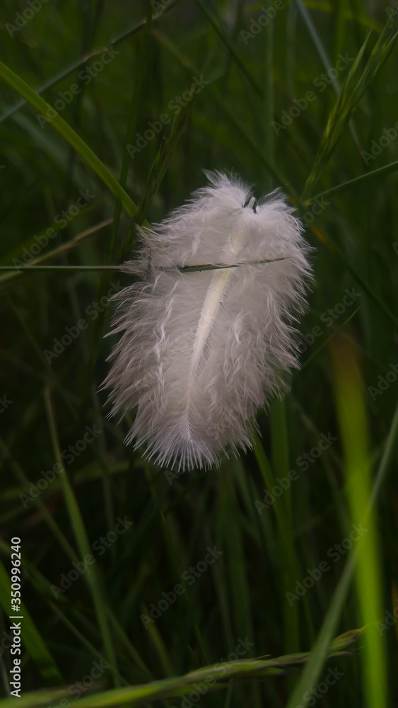 Softness Concept. Closeup of  delicate and beautiful white feather on green background.