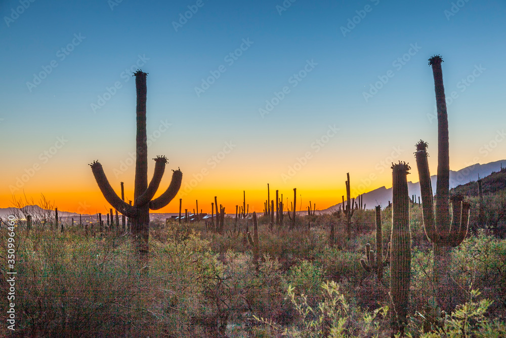 cactus with golden sunset and blue sky cactus with golden sunset and blue sky