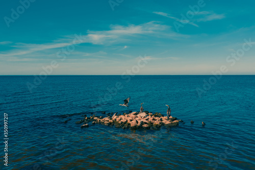 migratory bird Cormorant seat on rock and fly Kyiv Reservoir, Ukraine. drone - Aerial Flight