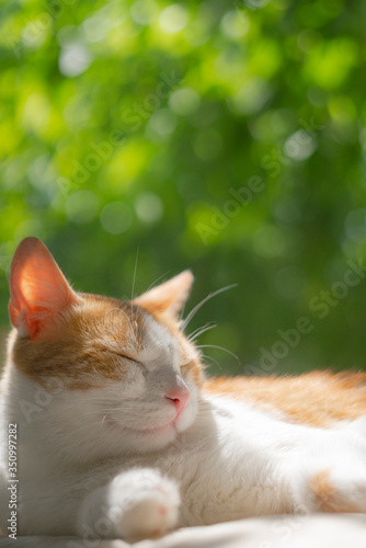Cute red cat sitting on the windowsill. outside a sunny summer day. Close up portrait ginger cat