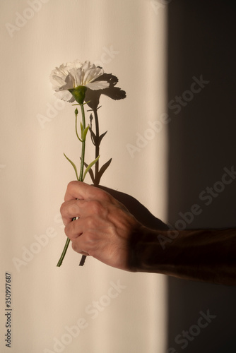 Obraz na plátně romantic spring-summer love story courtship concept, photo of a hand holding a w