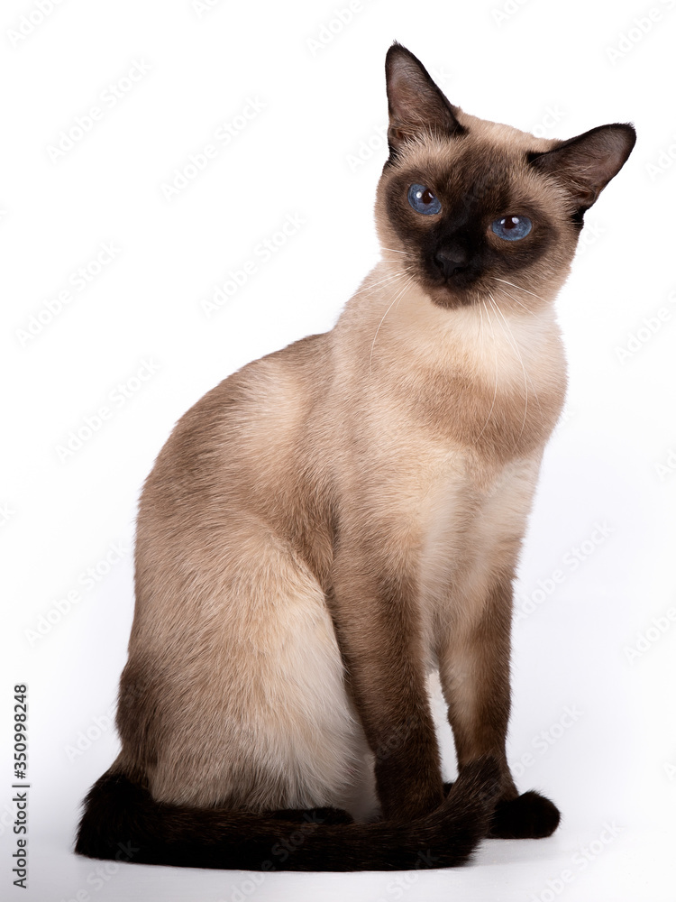 A Thai cat with beautiful blue eyes sits isolated on a white background
