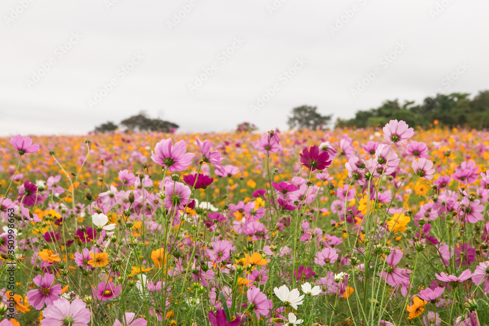 Close-up Of Pink Cosmos Flowers Blooming On Field Against Clear Sky