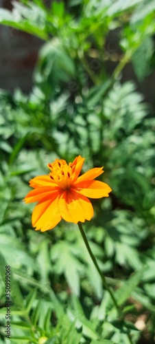 orange flower in the phorest mobile photography