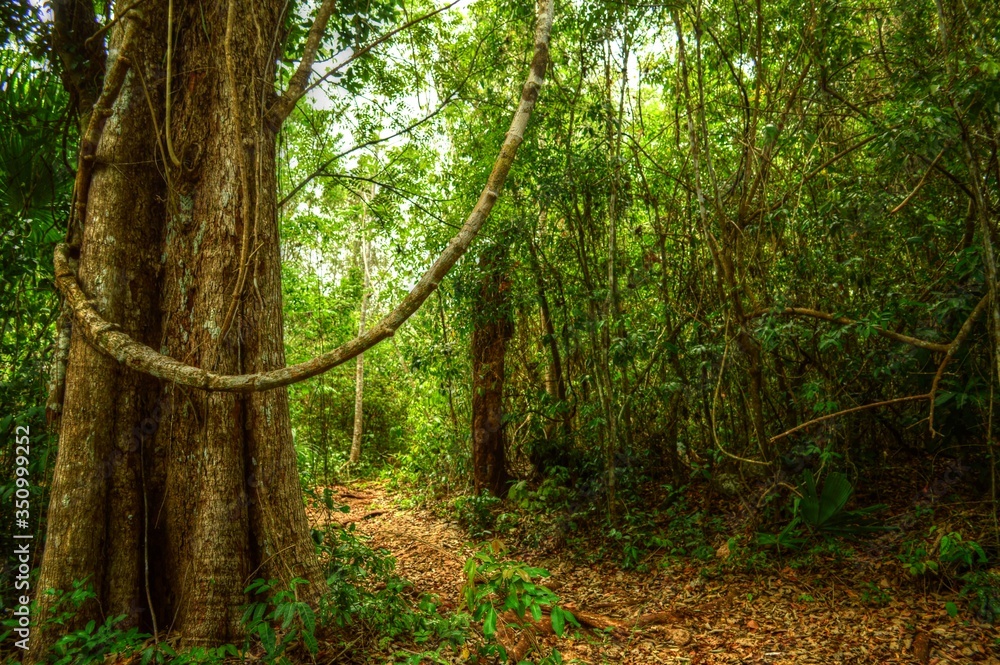 Fototapeta premium selva