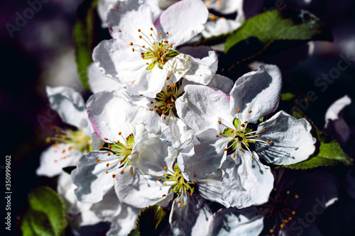 Wild pear tree blossom blooming in spring. Beautiful tender flower on sunny day.