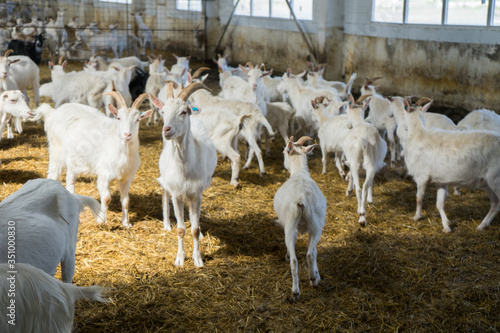 A lot of goats on a goat farm. Farm livestock farming for the industrial production of goat milk dairy products