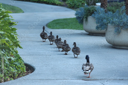 Ducks In A Row Fototapet