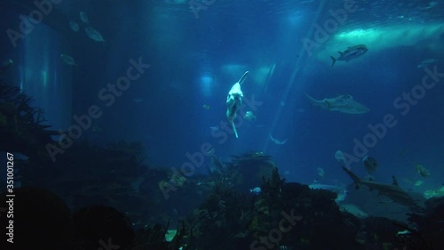 Wallpaper Mural Underwater view from a sunfish or common mola (Mola mola) swiming with another fish Torontodigital.ca