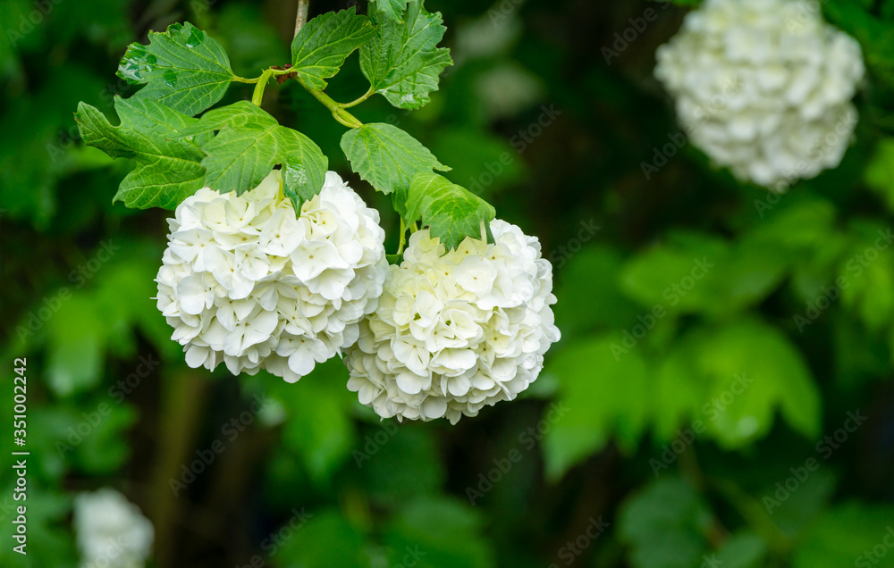 Blooming Viburnum opulus Roseum on dark green background. Beautiful white balls of Guelder Rose or Viburnum opulus Sterilis, Snowball Bush, European Snowball. Selective focus with place for text Blooming Viburnum opulus Roseum on dark green background. Beautiful white balls of Guelder Rose or Viburnum opulus Sterilis, Snowball Bush, European Snowball. Selective focus with place for text