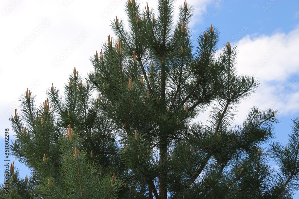 pine tree branches against blue sky pine tree branches against blue sky