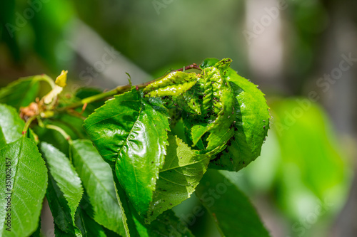 Black cherry aphids (Myzus cerasi) on a bunch of green cherries and leaves on a branch copy space for text or design work. Severe damage from garden pests. Strongly damaged leaf