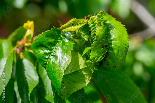 Black cherry aphids (Myzus cerasi) on a bunch of green cherries and leaves on a branch copy space for text or design work. Severe damage from garden pests. Strongly damaged leaf