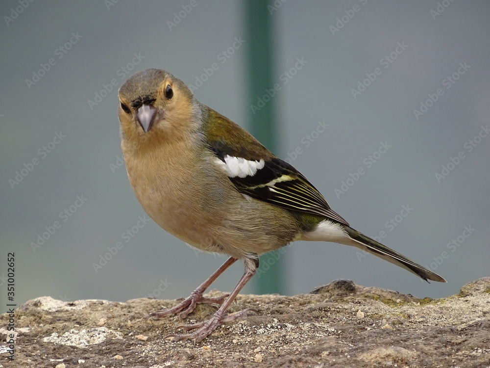 Obraz premium Close-up of a Madeiran chaffinch sitting on a rock