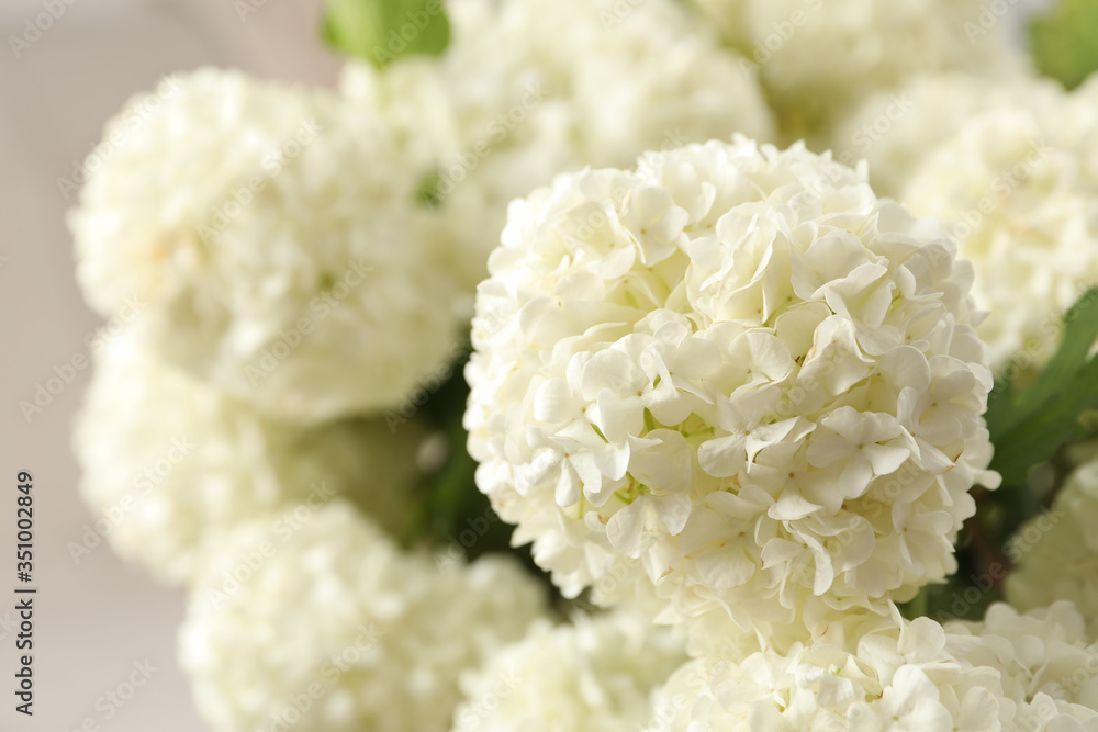 Beautiful hydrangea flowers, close up. Spring plant Beautiful hydrangea flowers, close up. Spring plant