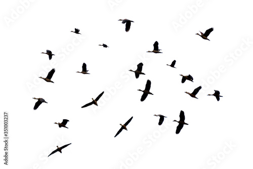A group of birds flying on a white background Isolate