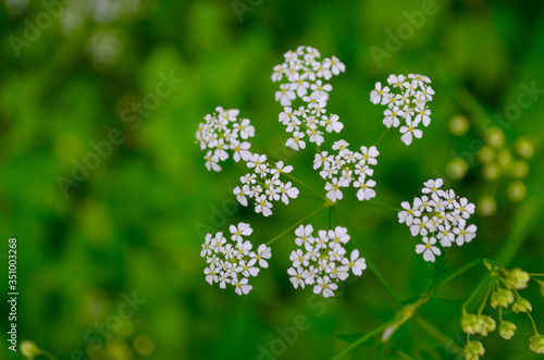 weiße schöne Feldblume