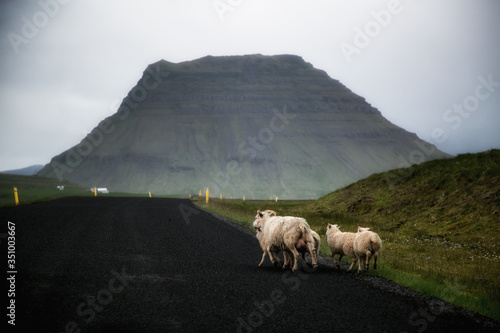 Sheep in Iceland